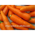 Свежая морковь хорошего вкуса